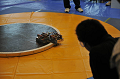 /sumo/robot/archive/lib/h20/tokai/_DSC4870_thumb.png